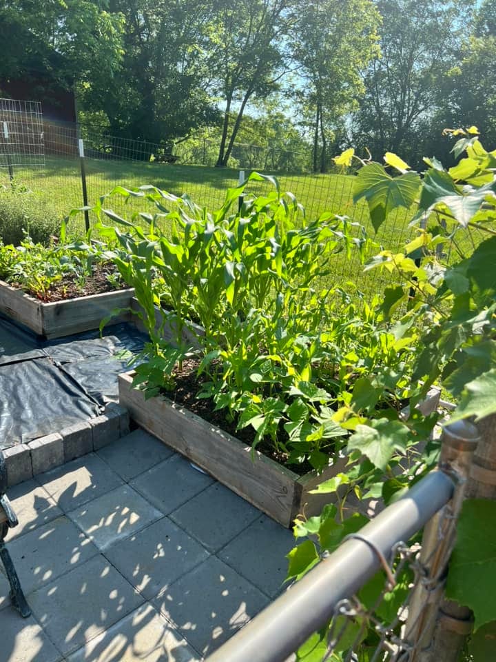 Raised garden beds growing greens and vegetables for Maya's kitchen