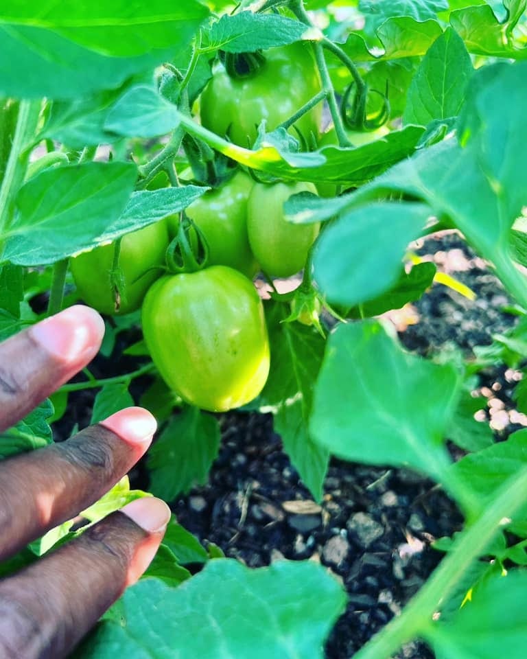 Maya’s hand picking a tomato from her backyard garden